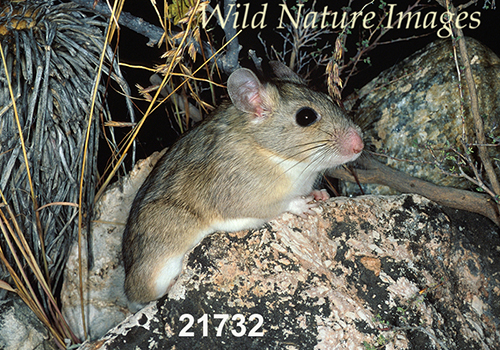 White-toothed Woodrat (Neotoma leucodon)